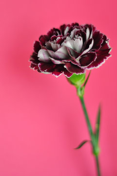 clavel en fondo rosa