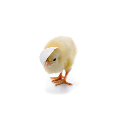 Obraz premium Yellow chicken