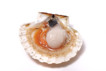 Scallop