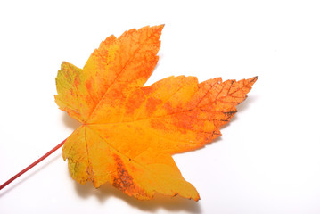Leaf on a white background