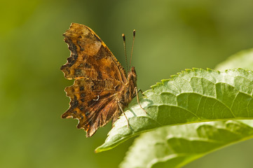 comma butterfly resting in the sun