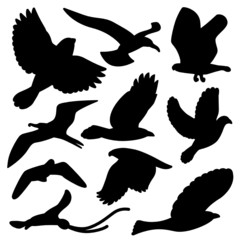 bird  silhouette set