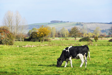 Fototapeta premium Cow in a meadow, english countryside landscape