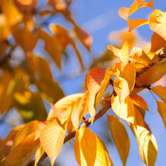 Autumnal leaves over blue sky