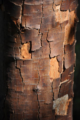 dead birch
