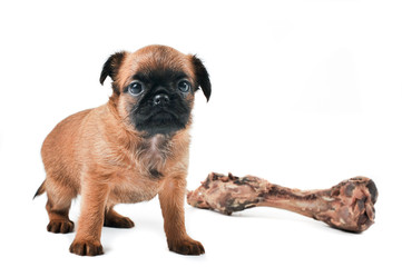 Dog 4