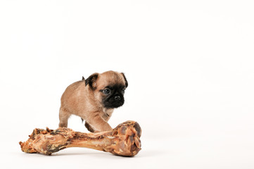 Dog 3