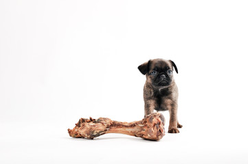 Dog 2