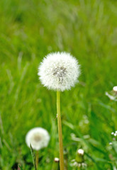 Dandelion