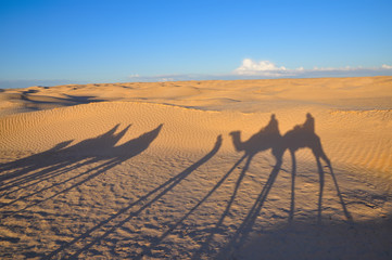 Shadow of caravan on the Sahara desert sand