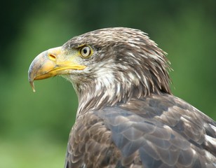 jeune aigle a tete blanche