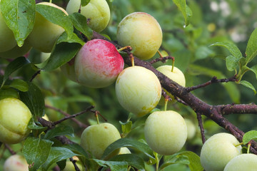 Ripening fruits of a Superior Japanese plum