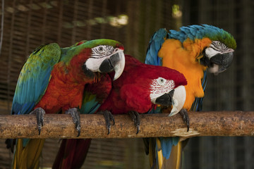 Three colorful macaw parrots © Nicky Rhodes