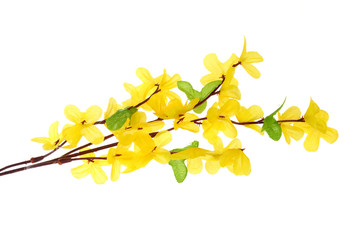 Obraz premium Forsythia Flowers