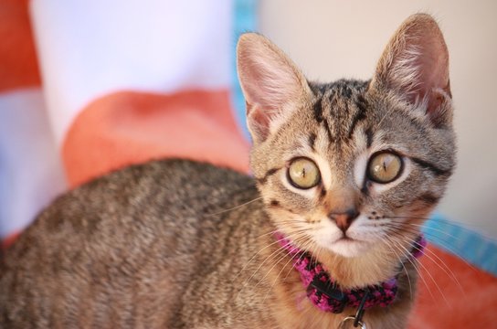 Kitten
