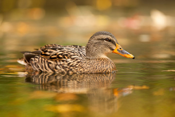 canard colvert canette étang automne eau rivière reflet plume