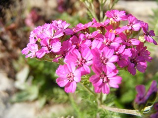 Obraz premium pink milfoil