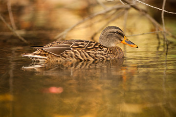 canarc canette colvert étang reflet mare automne