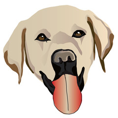 Yellow Labrador Head