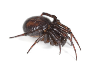 Common false-widow (Steatoda bipunctata)