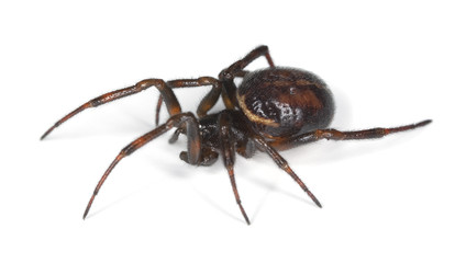 Common false-widow (Steatoda bipunctata)