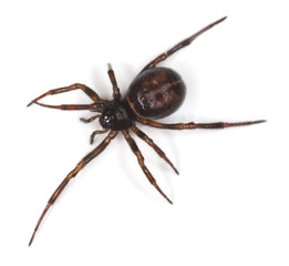 Common false-widow (Steatoda bipunctata)