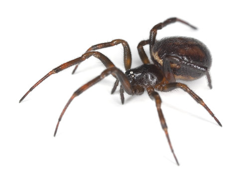 Common False-widow (Steatoda Bipunctata)