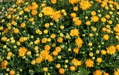 Yellow hardy garden mums