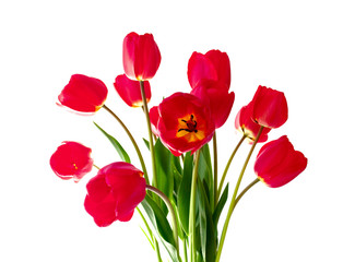 bouquet of red tulips
