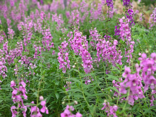 Obraz premium Angelonia goyazensis