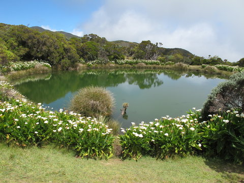 Les arums au Piton de l'eau