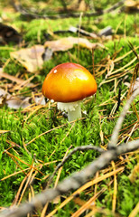 Small fly agaric mushrooms in the forest