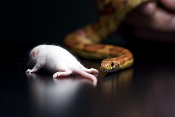 Snake eating a mouse