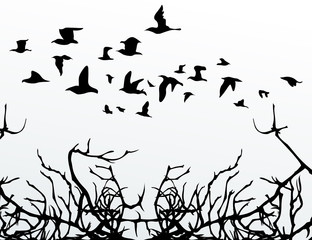 Birds over wood
