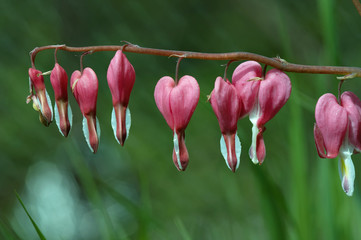 dicentra - bleeding heart