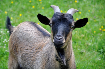 Ziegenbock