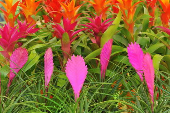 Pink Quill flowers and other Bromelia flowers