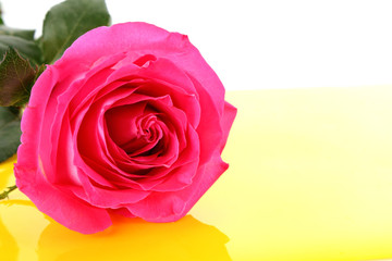 Big and beautiful pink rose on a white background