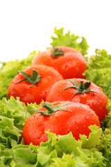 red tomato  vegetables   on the green salad  background
