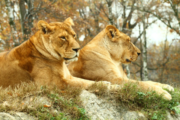 leonesse