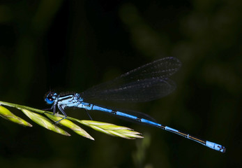 Łątka dzieweczka Coenagrion puella © Gucio_55