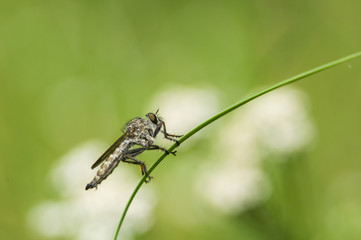 Łowik czarniawy Machimus atricapillus