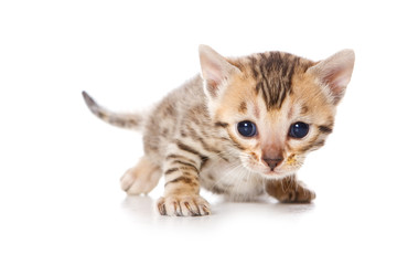 Bengal kitten on white background