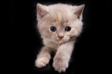 British kittens on black backgrounds