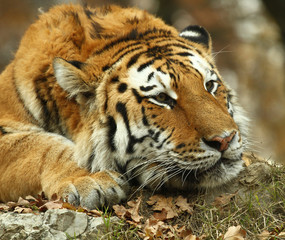 tigre