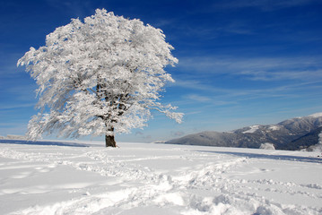 Winterbaum