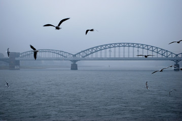 Rhein bei Köln im Nebel