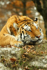 tigre