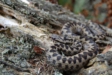 Kreuzotter, Vipera berus berus