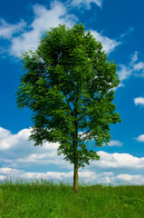 A broadleaved tree growing a grass field